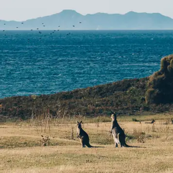 Image related to Kangaroo Island