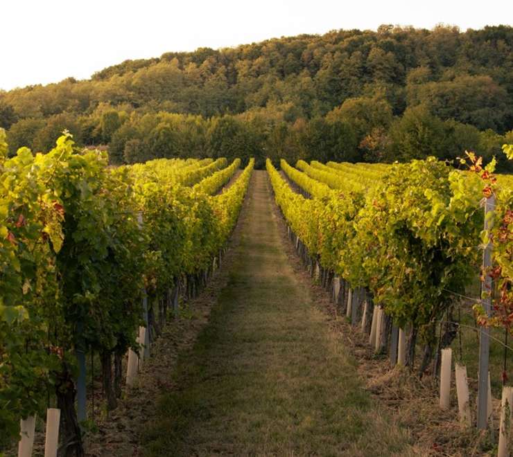 Wineries