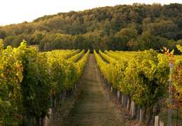 IgluCruise.Application.ViewModels.Shared.WebImageViewModel?.Description