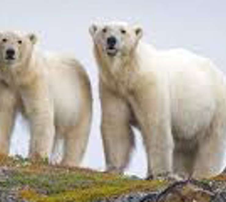 Polar Bear Tracking