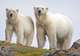 Polar Bear Tracking