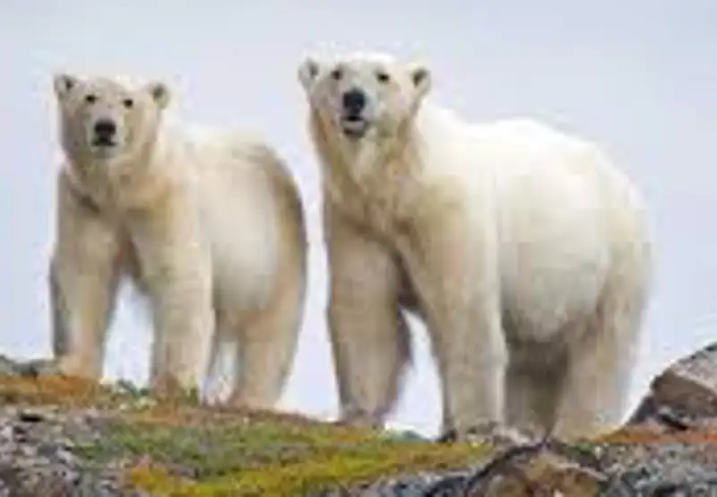 Polar Bear Tracking