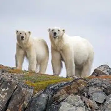 Image related to Polar Bear Tracking