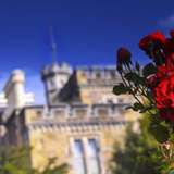 Image related to Larnach Catle & Wildlife