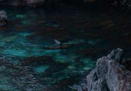 IgluCruise.Application.ViewModels.Shared.WebImageViewModel?.Description