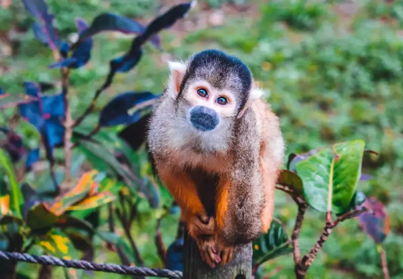 Image related to Banna Park