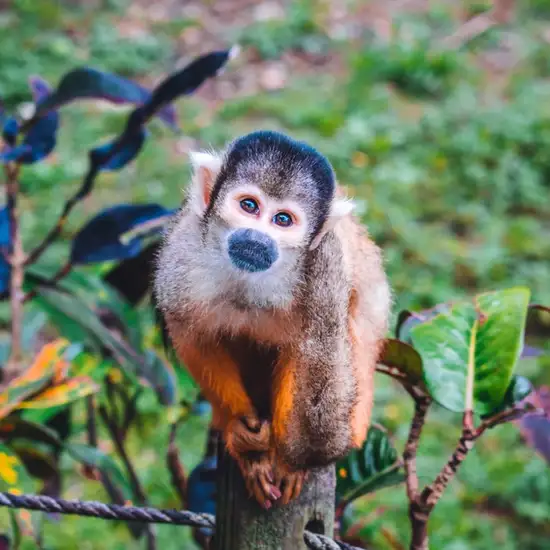 Image related to Banna Park