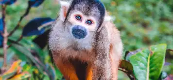 Image related to Banna Park