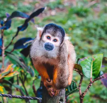 Image related to Banna Park