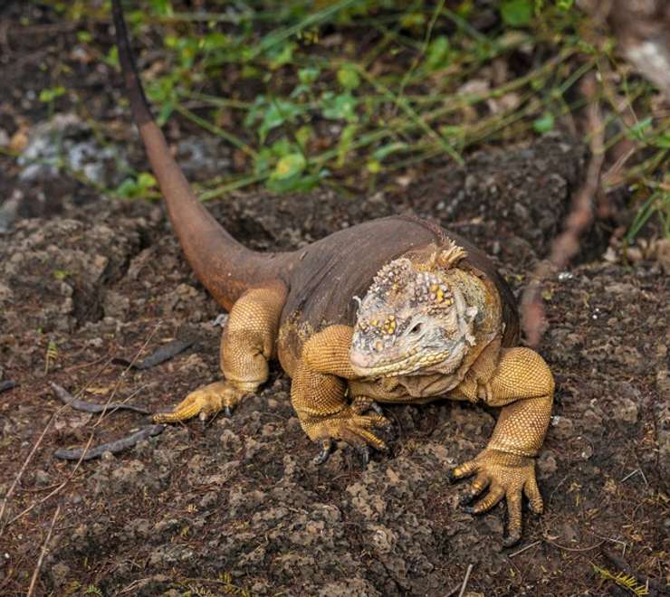 Spot Galapagos Land Iguanas