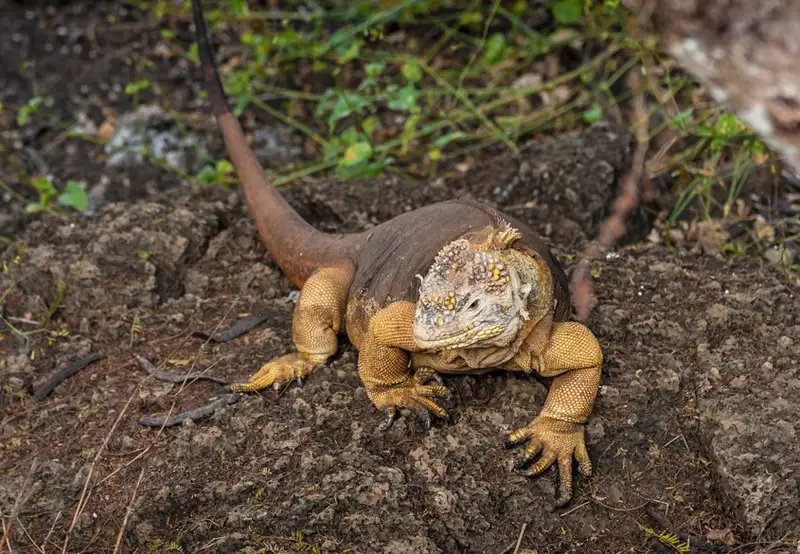 Spot Galapagos Land Iguanas
