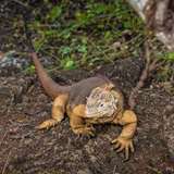 Image related to Spot Galapagos Land Iguanas