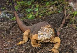 IgluCruise.Application.ViewModels.Shared.WebImageViewModel?.Description