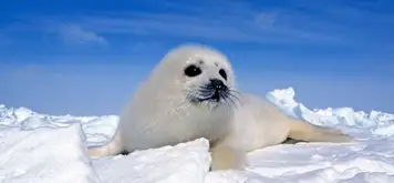 Baby Seal Watching