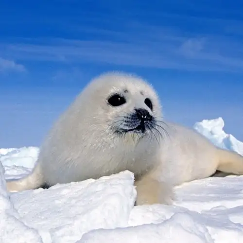 Image related to Baby Seal Watching