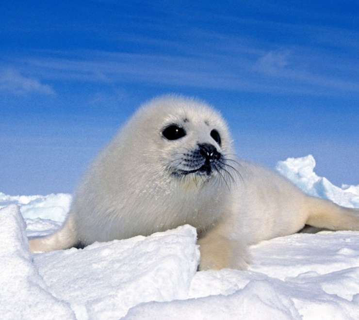 Baby Seal Watching