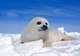 Baby Seal Watching