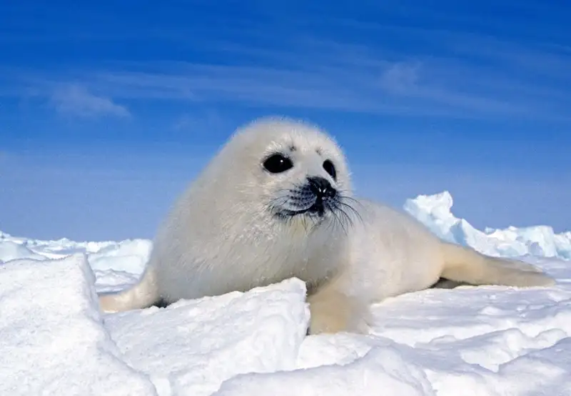 Baby Seal Watching