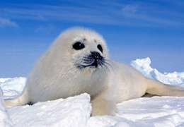 IgluCruise.Application.ViewModels.Shared.WebImageViewModel?.Description