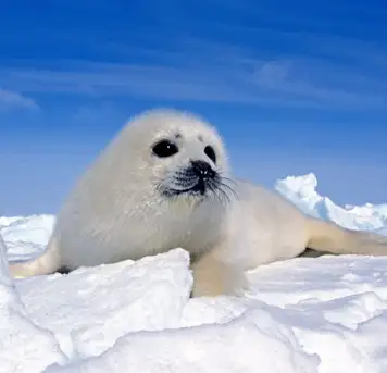 Image related to Baby Seal Watching