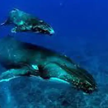 Image related to Swim with Humpback Whales
