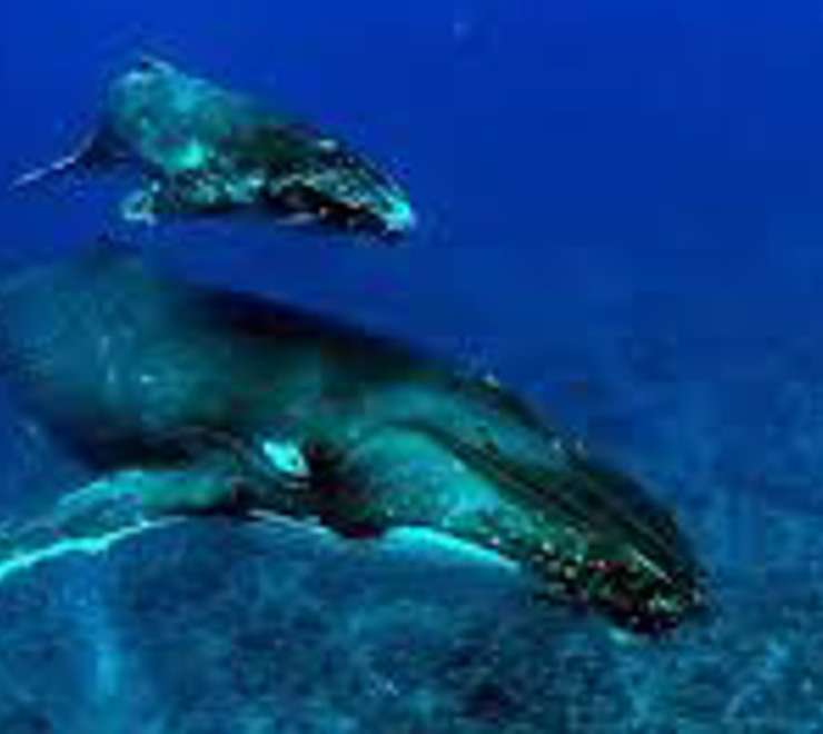 Swim with Humpback Whales