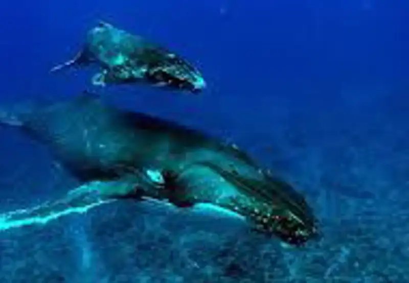 Swim with Humpback Whales
