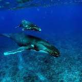Image related to Swim with Humpback Whales