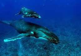 IgluCruise.Application.ViewModels.Shared.WebImageViewModel?.Description