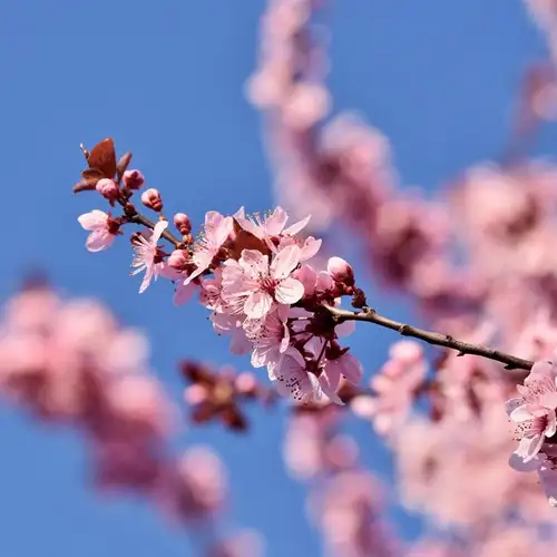 Image related to Yatsushiro Castle Ruins