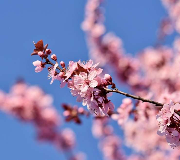 Yatsushiro Castle Ruins