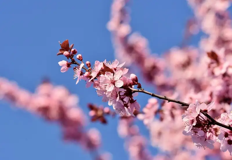 Yatsushiro Castle Ruins