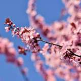 Image related to Yatsushiro Castle Ruins