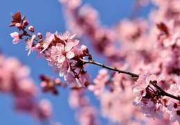 IgluCruise.Application.ViewModels.Shared.WebImageViewModel?.Description