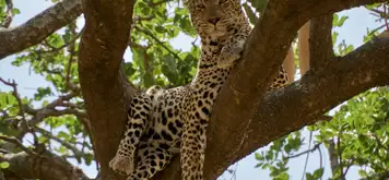 Image related to 4x4 Safari Adventure
