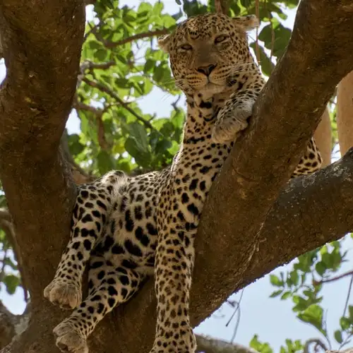 Image related to 4x4 Safari Adventure