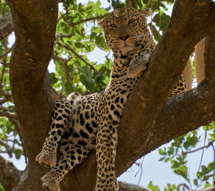 4x4 Safari Adventure