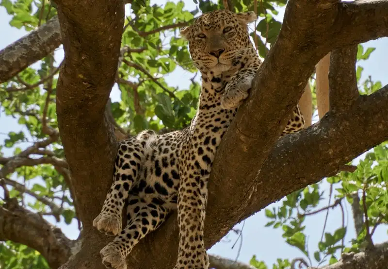 Image related to 4x4 Safari Adventure