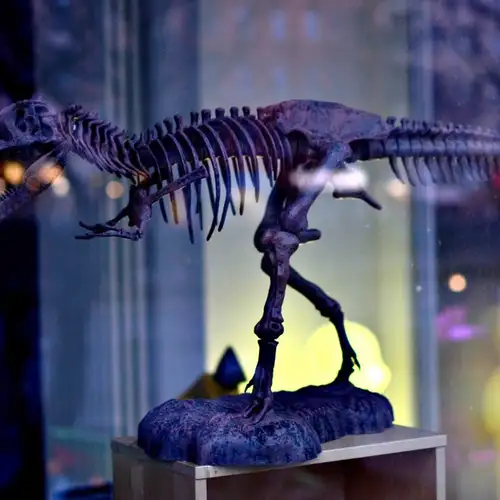 Image related to Zoological Museum