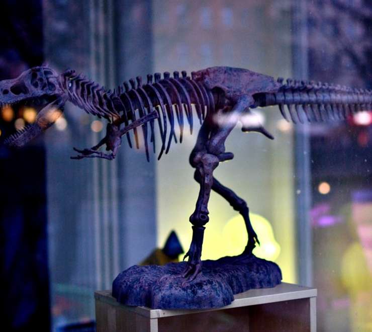 Zoological Museum