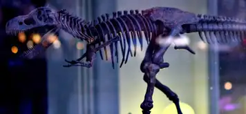 Image related to Zoological Museum