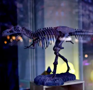 Image related to Zoological Museum