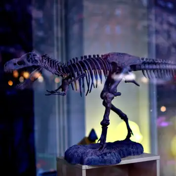 Image related to Zoological Museum