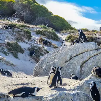 Image related to Boulders Penguin Colony