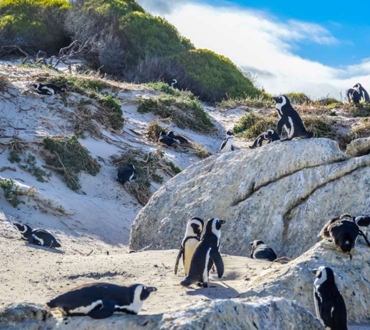Boulders Penguin Colony