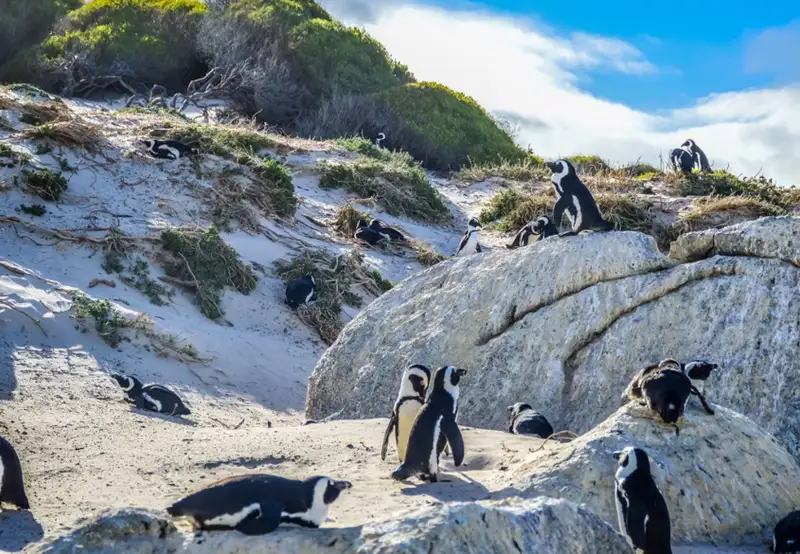 Boulders Penguin Colony