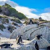 Image related to Boulders Penguin Colony