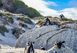 IgluCruise.Application.ViewModels.Shared.WebImageViewModel?.Description