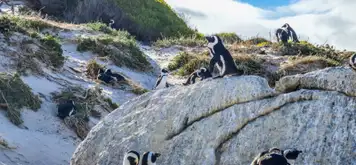 Image related to Boulders Penguin Colony