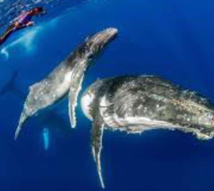 Swimming with Humpback Whales